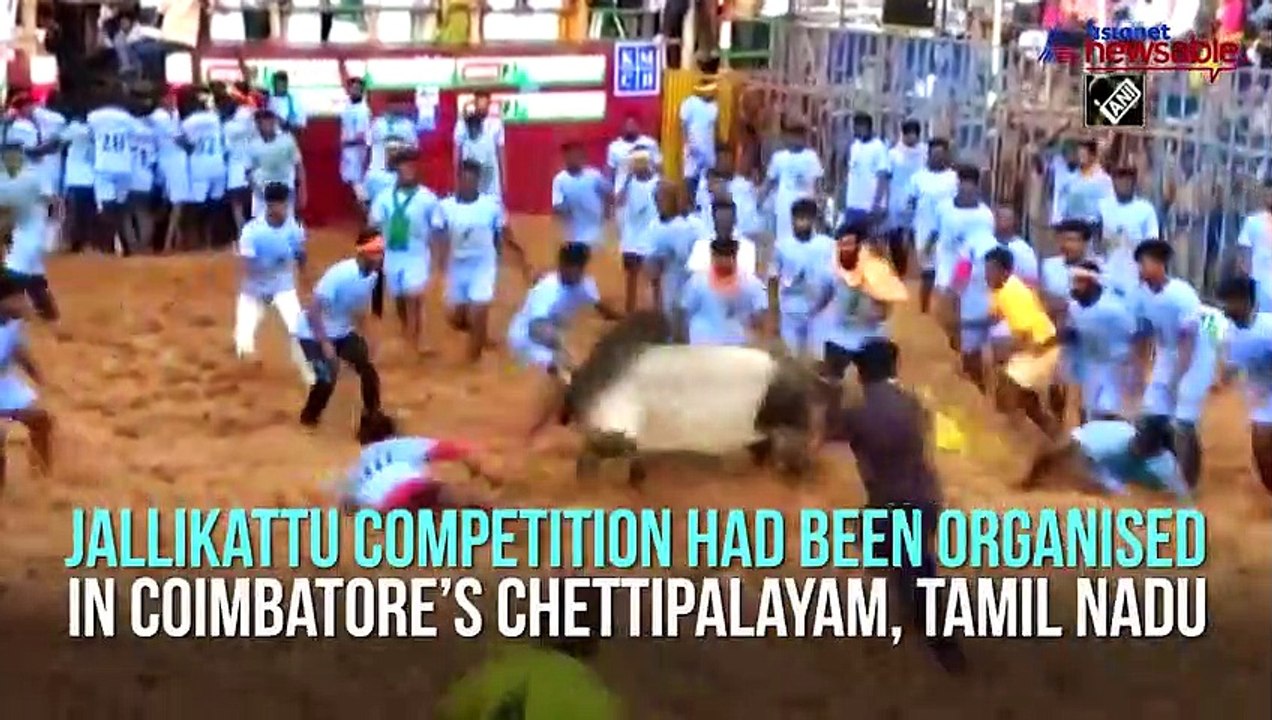Jallikattu