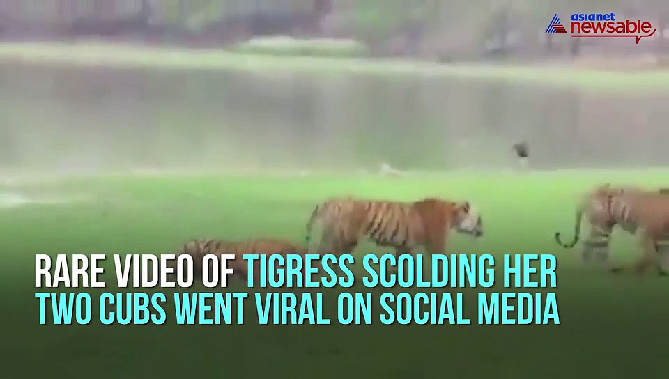 Mother tigress scolds her two cubs; video goes viral on social media