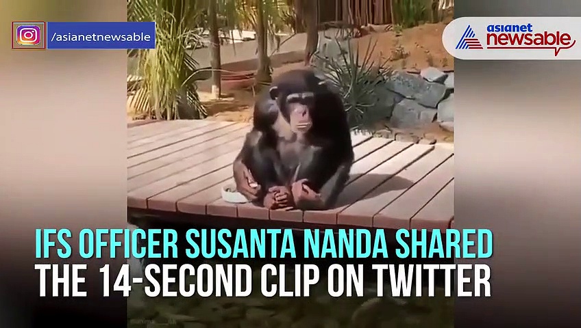 Watch: Chimpanzee feeds fish in pond; netizens love video