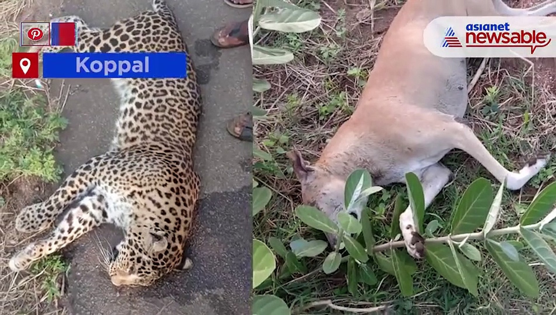 ⁣Leopard Died
