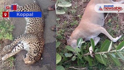 Leopard Died