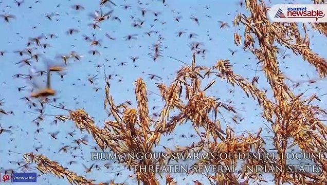 Locusts Invade India! How Harmful Are They?