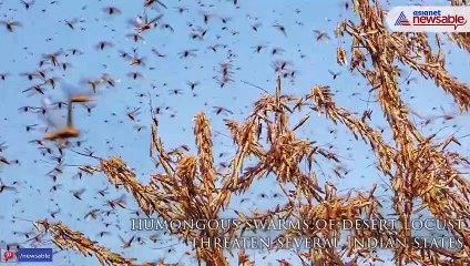 Locusts Invade India! How Harmful Are They?