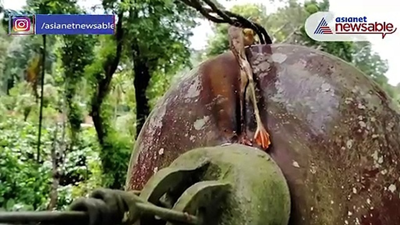 Frog disrupts electricity supply in Kodagu