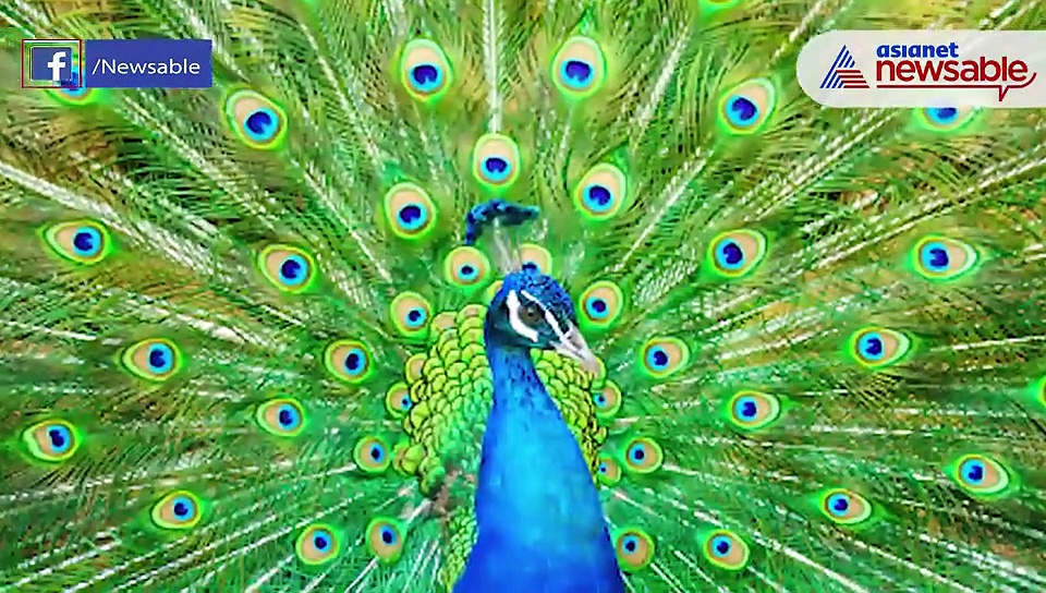 Lockdown, emptiness bring peacock to Bengaluru street; residents save bird from miscreants