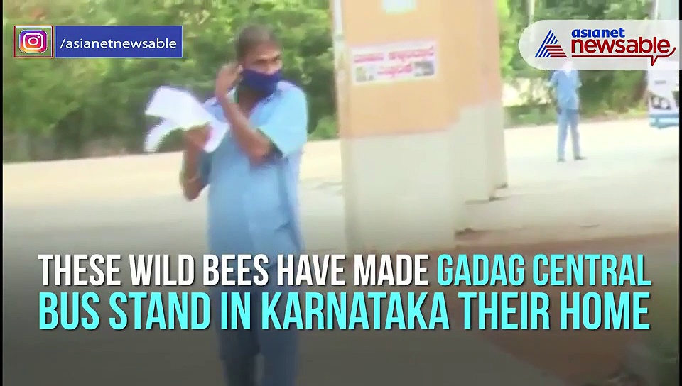 Bus stand turns into wild honeybee colony during lockdown; staff, passengers attacked