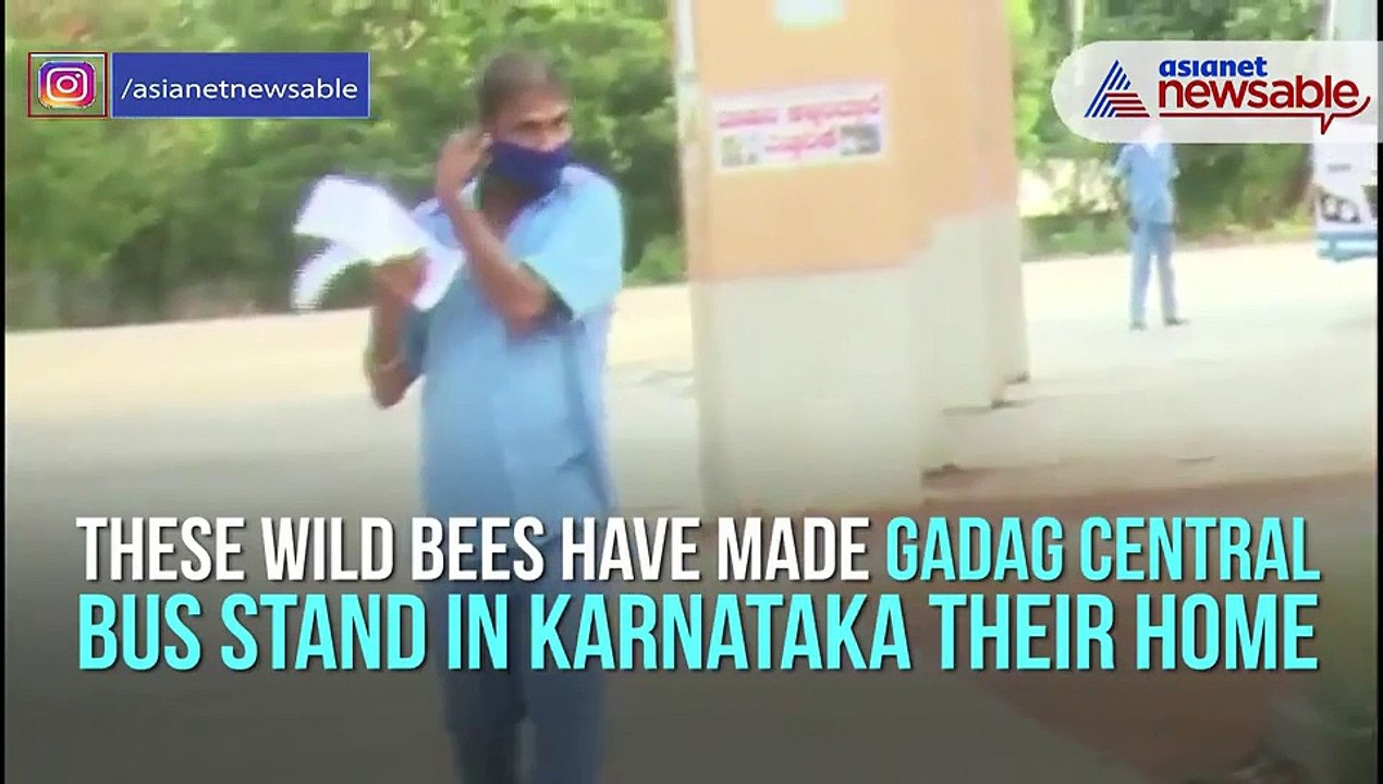 Bees in Bus Stand