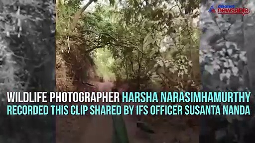 Video of flying peacock at Ranthambore National Park goes viral on social media
