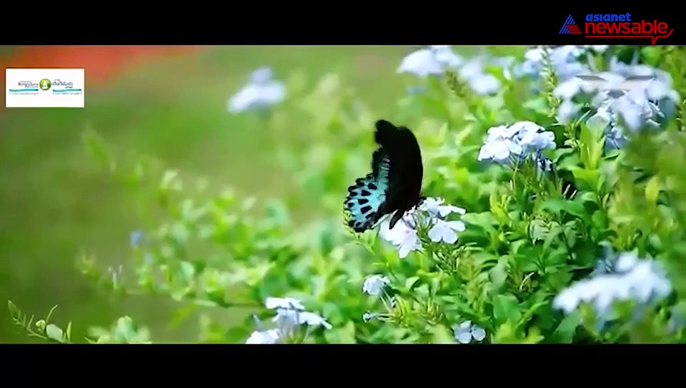 Coronavirus lockdown: Bengaluru blooms as it regains beauty and lustre