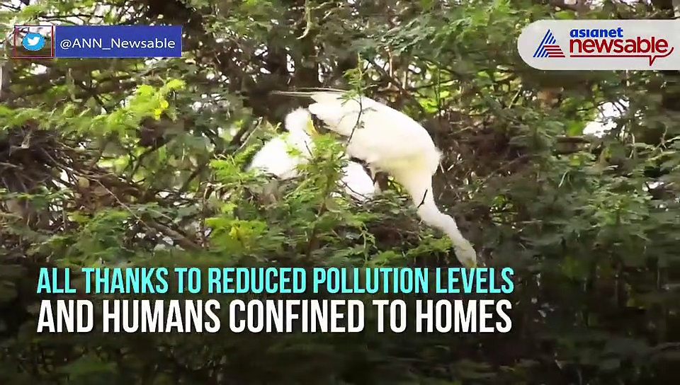 Coronavirus-induced lockdown gives migratory birds and animals a reason to cheer