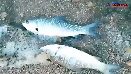 Mass fish kill spreads panic in Karnataka village