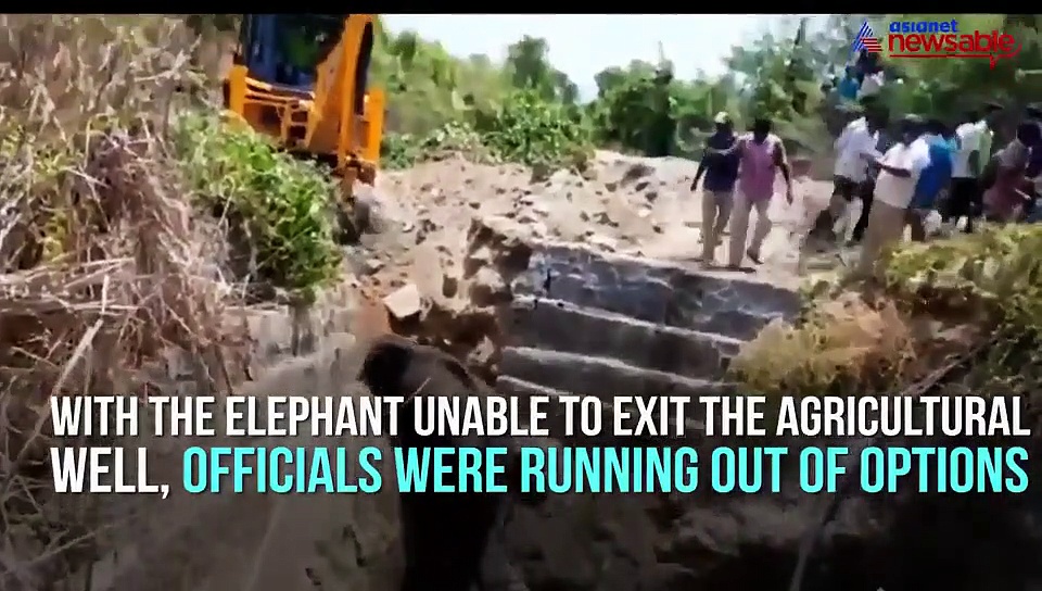 Elephant rescued from well in Karnataka in jumbo effort by officials; video goes viral
