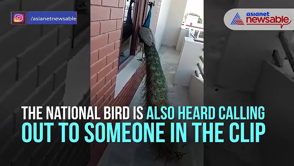 Rare sight: Peacock knocking window has netizens surprised; video goes viral