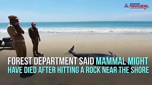 Carcass of dolphin washed ashore in Tamil Nadu