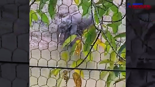 Elephant struggles to drink water with injured trunk; Should Karnataka govt still go ahead with reducing fores