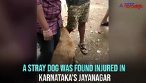 Stray dog shot by miscreants in Bengaluru
