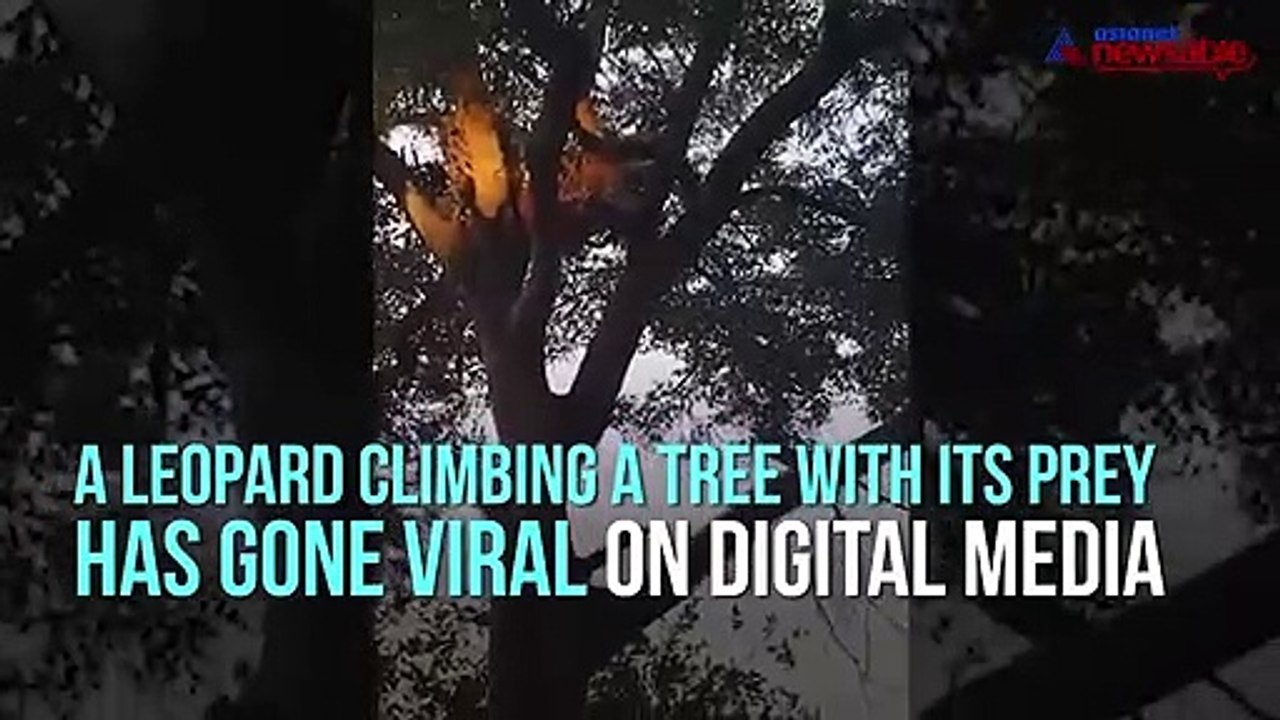 Leopard Climbing Tree