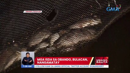 Mga isda sa Obando, Bulacan, nangamatay | UB