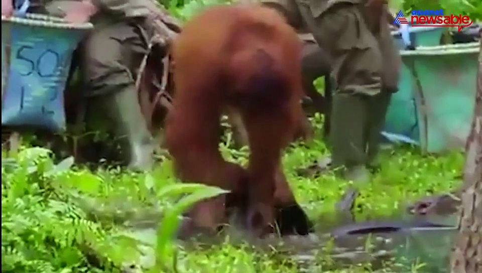 Orangutan guides humans to wash hands during coronavirus fear