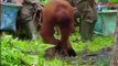Orangutan washing hands
