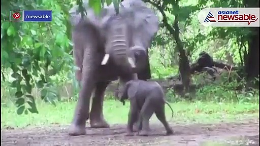Viral video: Baby elephant takes its first steps; follows mother
