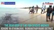 Tamil Nadu: 21-foot-long whale shark carcass washes ashore