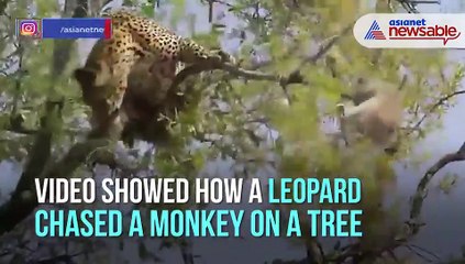 Leopard on tree
