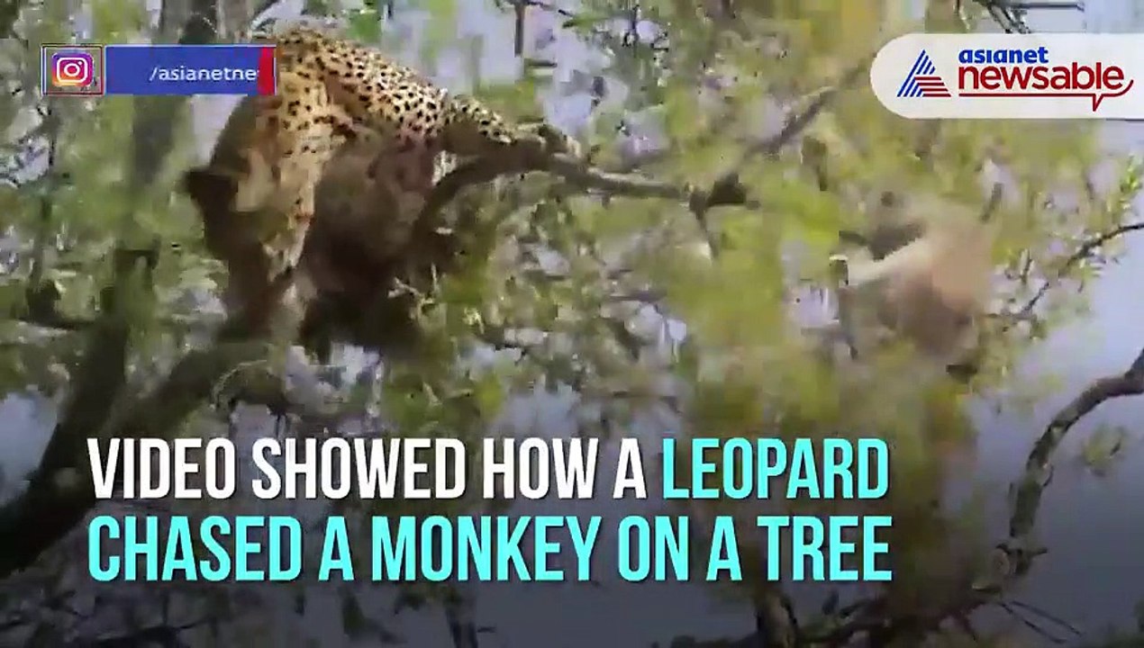 Leopard on tree