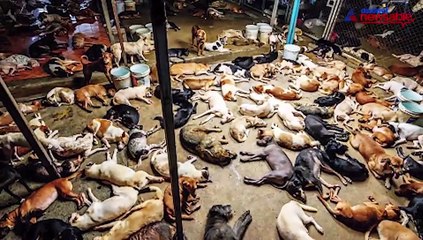 Publicity Stray Dogs