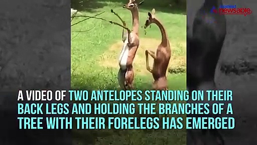 Gerenuk antelopes helping its mate with food on high branches, video goes viral