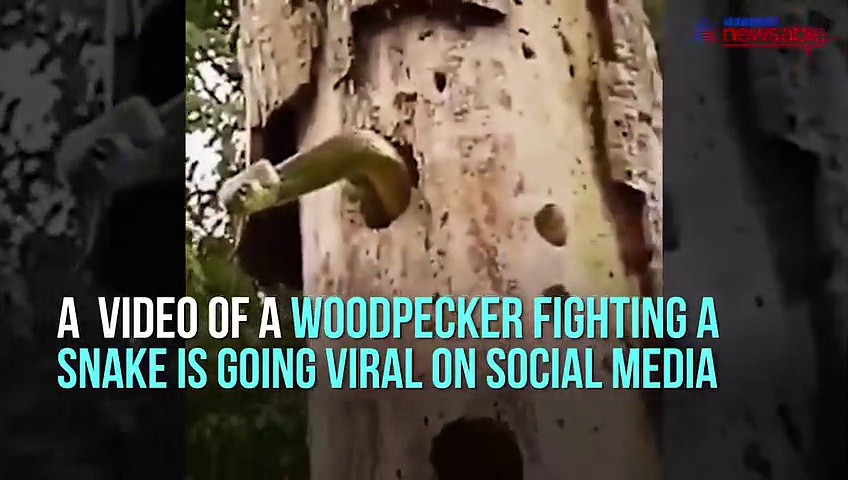 Woodpecker fights with a snake to save its babies, video goes viral