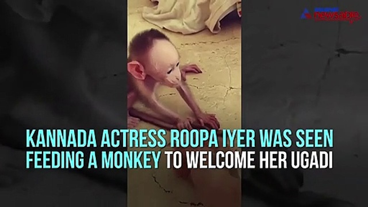 Monkey