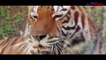 Man vs Wild demo reel version: Rajinikanth’s onscreen battles with wildlife