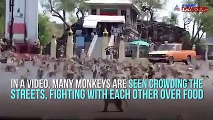 Monkey Fight