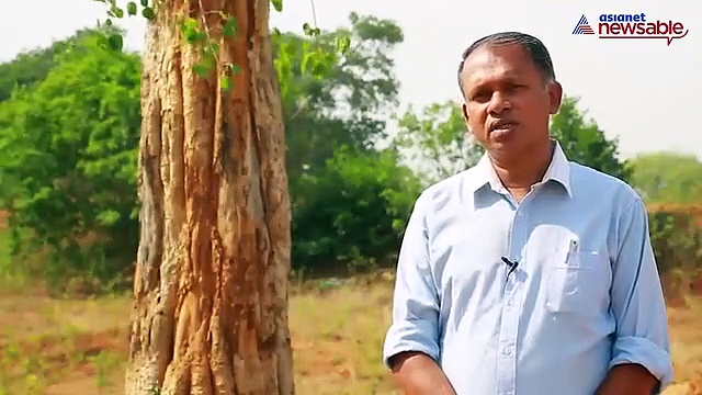 Without government support, here’s how Sarjapur residents saved axed peepal, banyan trees