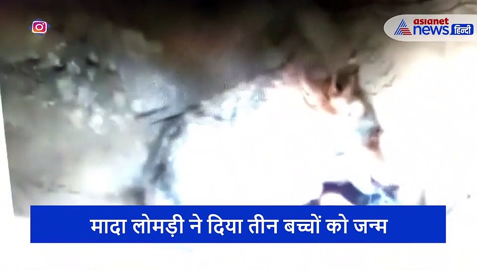 अपना ही गर्भनाल दांत से काट खा गई मां, छटपटाते हुए गुफा में दिया 3 बच्चों को जन्म