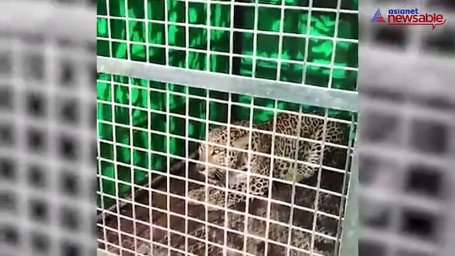 Leopard in Ghousia College Campus caged, to be released at Muthatthi forest (Video)