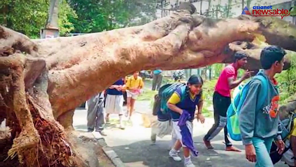 60,000 saplings of native species planted across Bengaluru to retain city's green cover