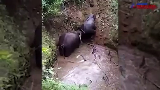 Viral Video: Three elephants stranded in a pond, scream for help