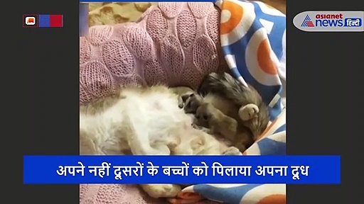 मां तो आखिर मां होती है, दूसरे के बच्चों को छाती से चिपका दूध पिलाती दिखी बिल्ली