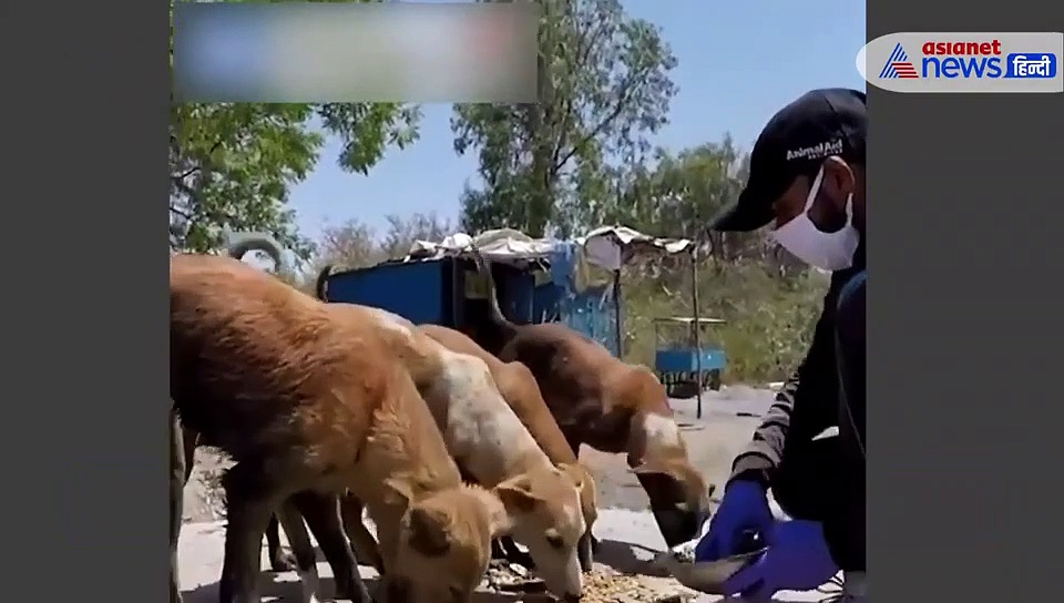 भारत की सड़कों पर दिखे 'भगवान', भूख से जानवरों की दिखने लगी थी हड्डियां, दे दी नई जिंदगी