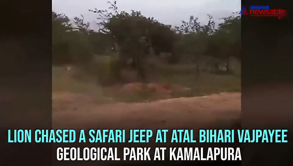 Lion chases safari jeep; watch what happened next