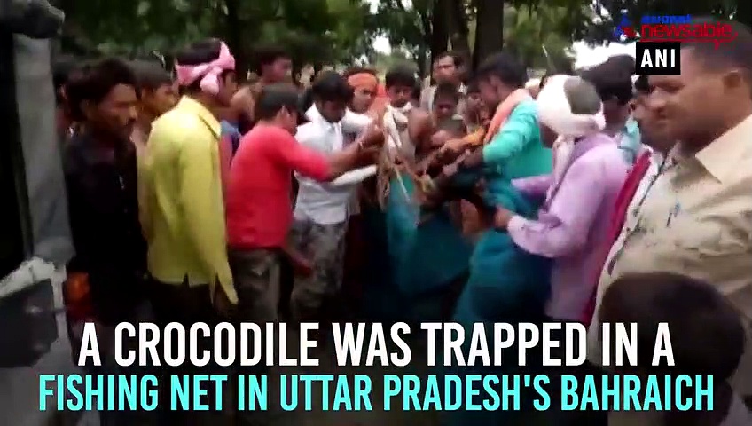 Bahraich forest officials rescue trapped crocodile from fish net in Uttar Pradesh