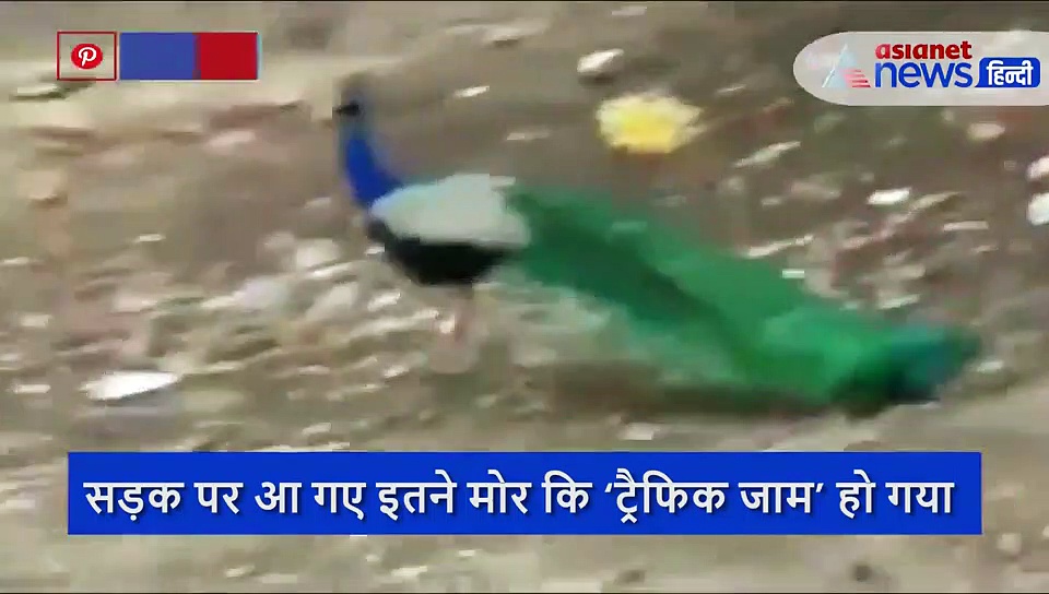 लॉकडाउन में सड़क पर आ गए ढेरों मोर,  फिर पंख उठाकर  करने लगे डांस, खूब देखा जा रहा वीडियो