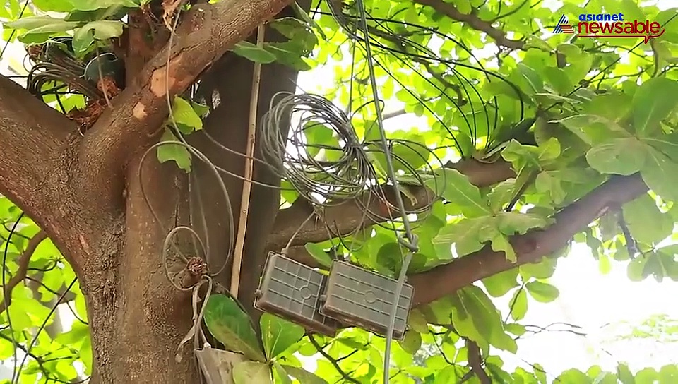 Bengaluru: Private companies caught wired up on trees, BBMP yet to pull them down