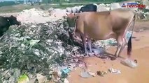 10 cows die after consuming recklessly disposed garbage