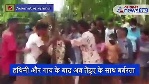 हथिनी और गाय के बाद अब तेंदुए के साथ बर्बरता, दांत तोड़े, नाखून निकाले और उतारा मौत के घाट