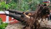 Heavy rains in Bengaluru uproot banyan tree; life thrown out of gear
