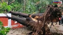 Heavy rains in Bengaluru uproot banyan tree; life thrown out of gear