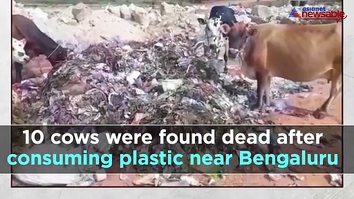 From crores spent to cut trees to cows dead after consuming plastic, watch Bengaluru Night Cap